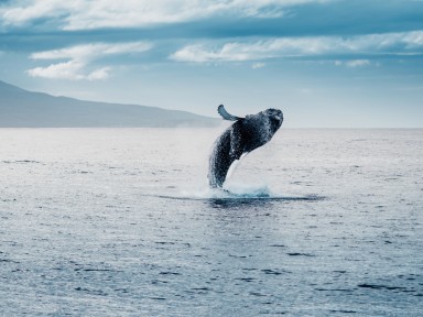 исландия кит