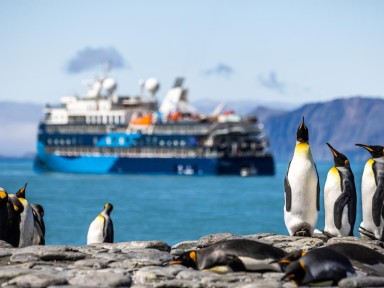 SouthGeorgia_Wildlife_KingPenguins_OceanVictory_AE (1)